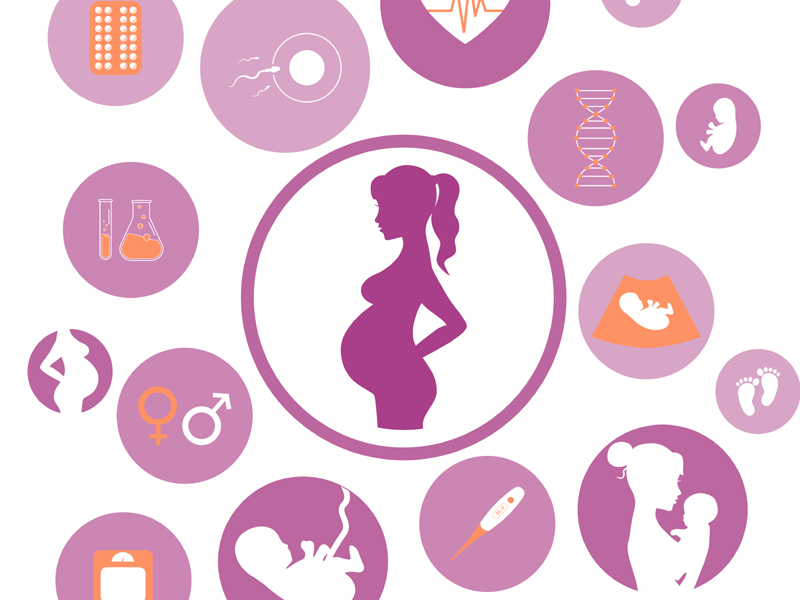 Pregnancy Stages Fetus Development, Symptoms Phases