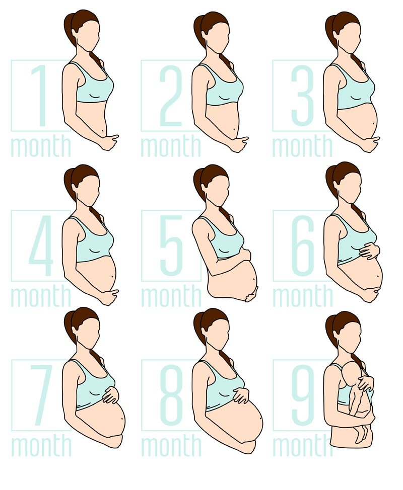 The Stages Of Pregnancy From Beginning To Ending