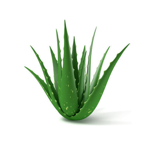 Aloe Vera for Pimples On Chest