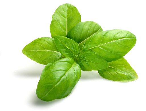 Basil home remedies for skin allergy