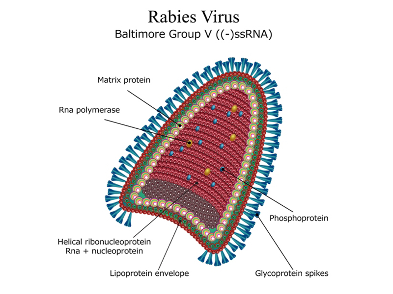 Causes And Symptoms Of Rabies
