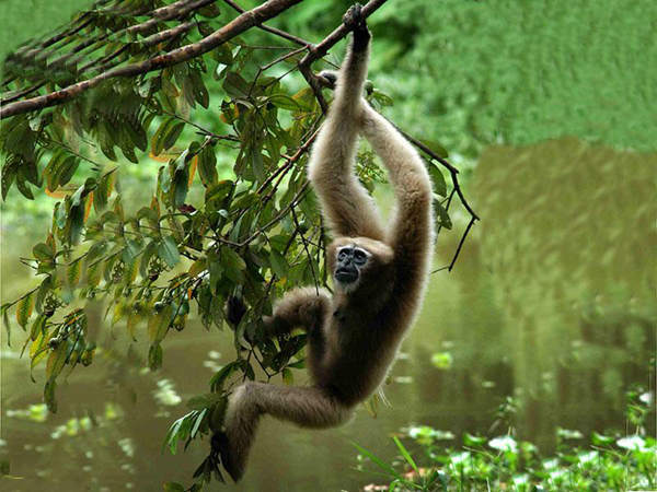 Selbagre Hoolock Gibbon Reserve
