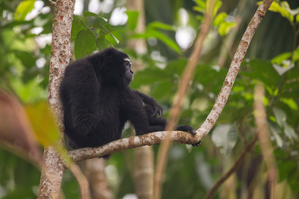 The Hoollongapar Gibbon Sanctuary