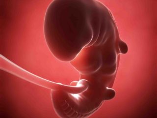 1st Month Pregnancy: Symptoms and Fetal Development