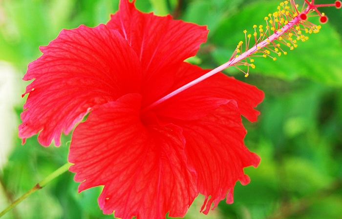 Hibiscus for Hair Fall Control