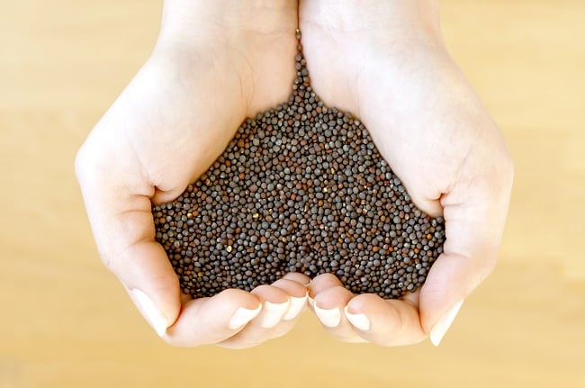 Mustard seeds rich in omega 3