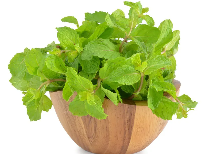 16 Best Peppermint Leaves Benefits For Skin, Hair & Health !