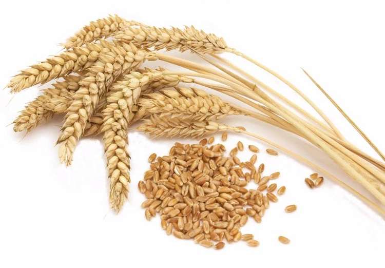 Wheat germ is moreover a brilliant source of zinc