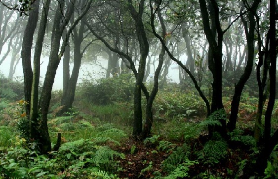 Lowland Evergreen Broad Leaf Rain Forest