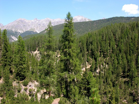Types Of Forests