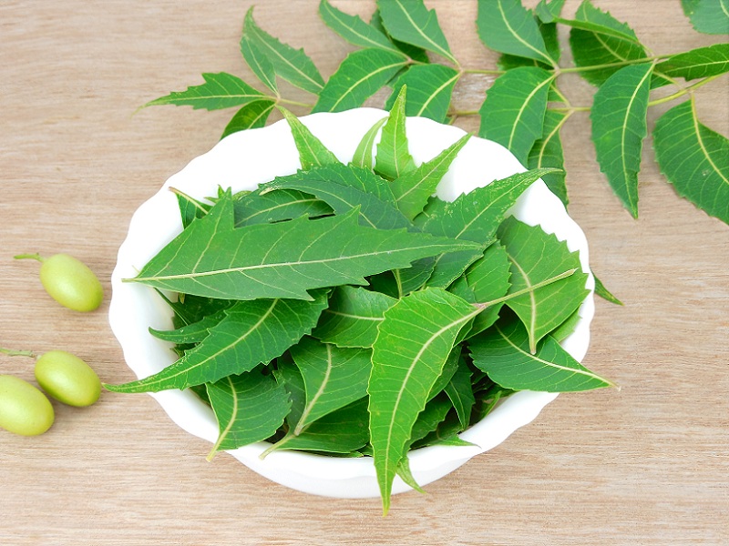 Neem for Pimples