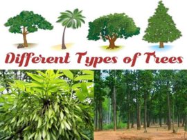 25 Different Types of Tree Species with Their Names and Uses