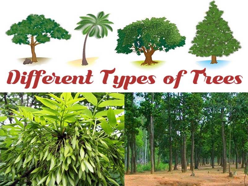 How to plant different types of trees