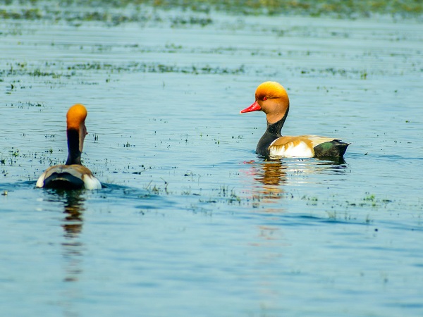 Chilka Lake Bird Sanctuary