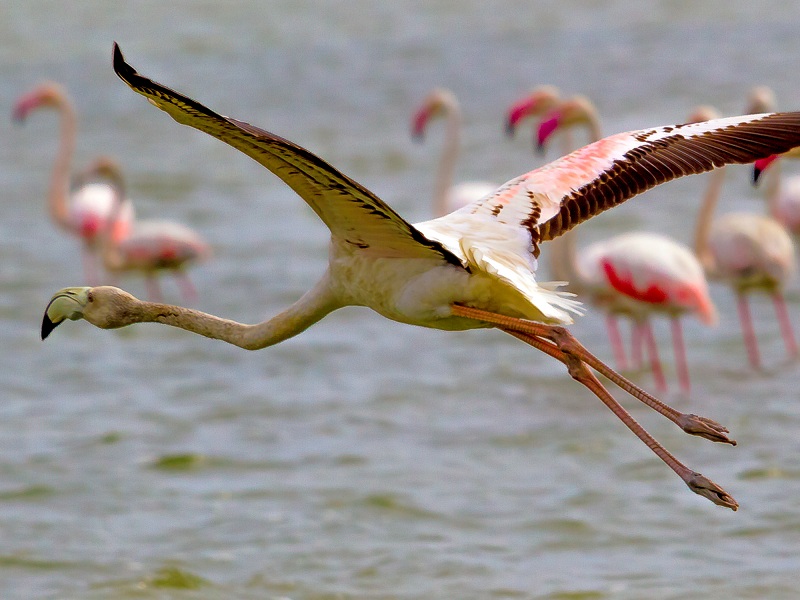 Top Bird Sanctuaries In India