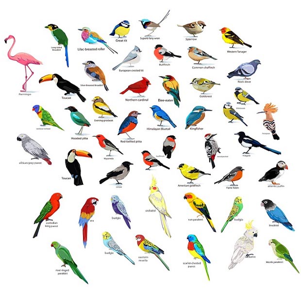 different types of birds