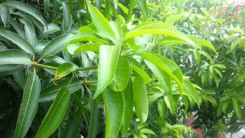 15 Best Benefits Of Mango Leaves For Skin, Hair & Health