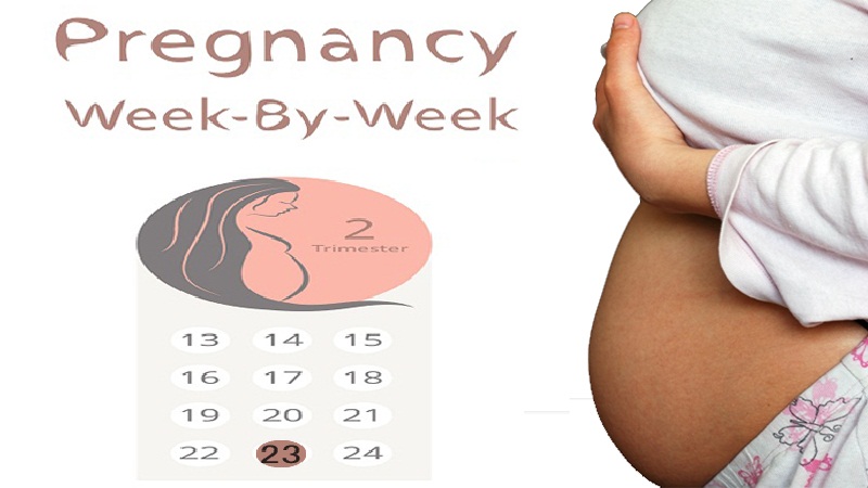 23 weeks pregnant