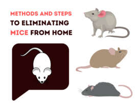 9 Best Methods and Steps to Eliminating Mice from Home
