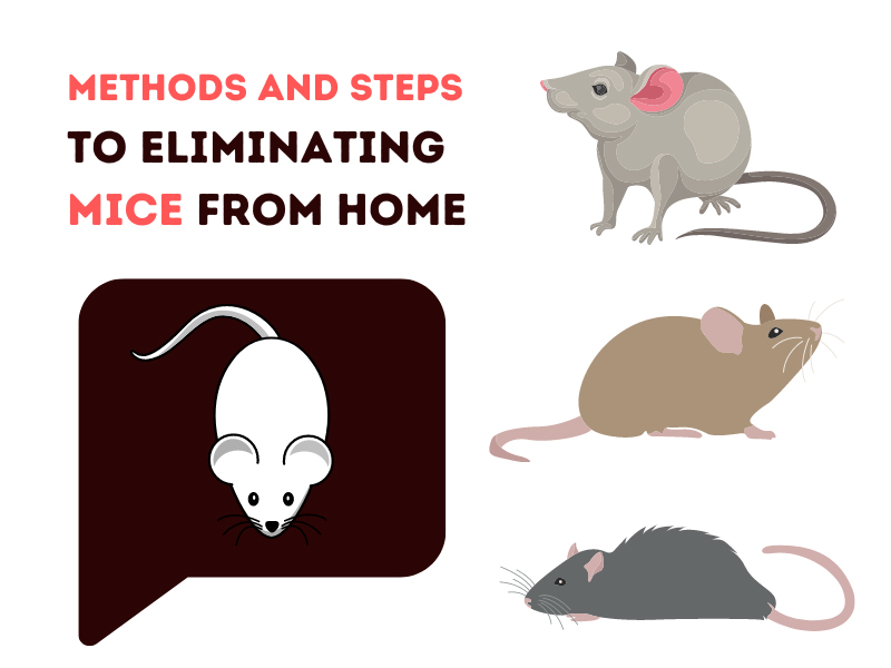 Methods And Steps To Eliminating Mice From Home