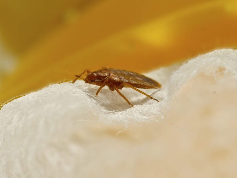 Natural Remedies And Tips To Get Rid Of Bed Bugs