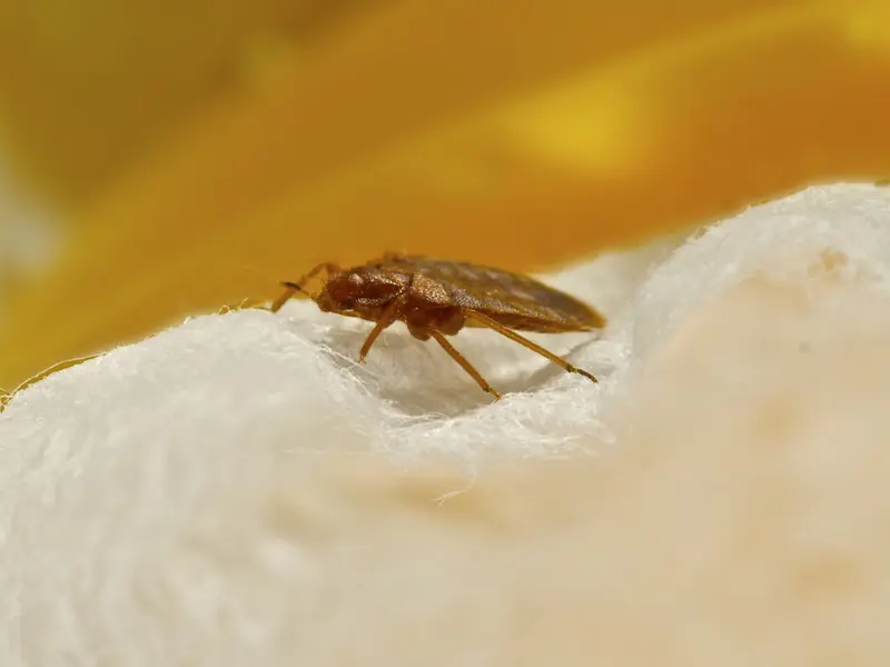 Natural Remedies and Tips to Get Rid of Bed Bugs.jpg