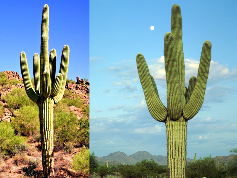 Saguaro Is Very Rich In Vitamins B Complex, Which Are Required For The Nervous Functions