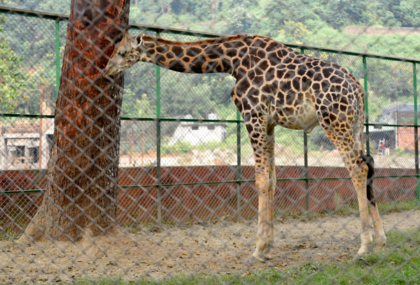Assam State Zoo Cum Botanical Garden