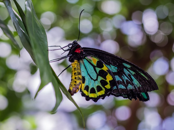 Queen Alexandra Birdwing Butterflies