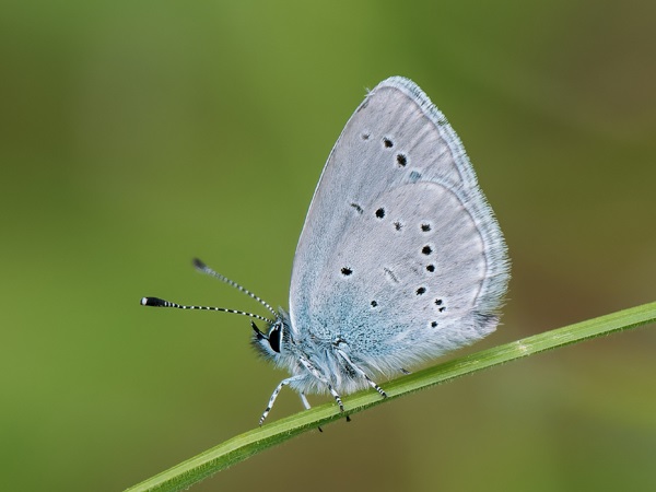 Small Blue Butterfly 