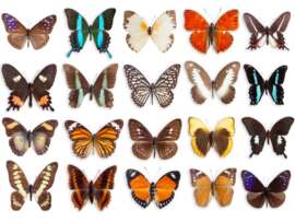 Types of Butterflies Names – 25+ Most Colorful Butterfly Species Pictures