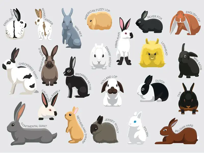 Types of Rabbits and Their Breeds with Their Identity and Care