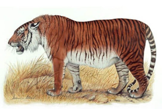 Caspian Tigers