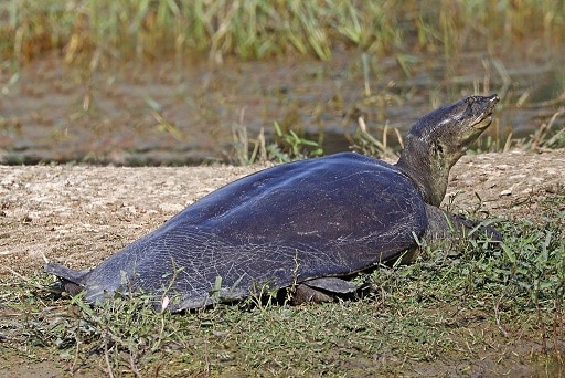 Indian Flap shell Turtle