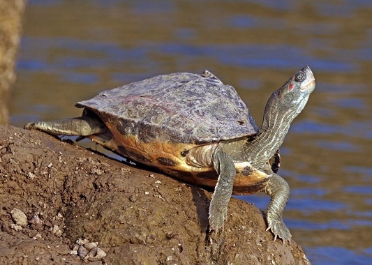types of turtles in india