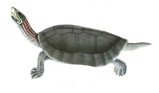 Red-Crowned Roofed Turtle