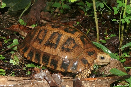 tortoise breeds
