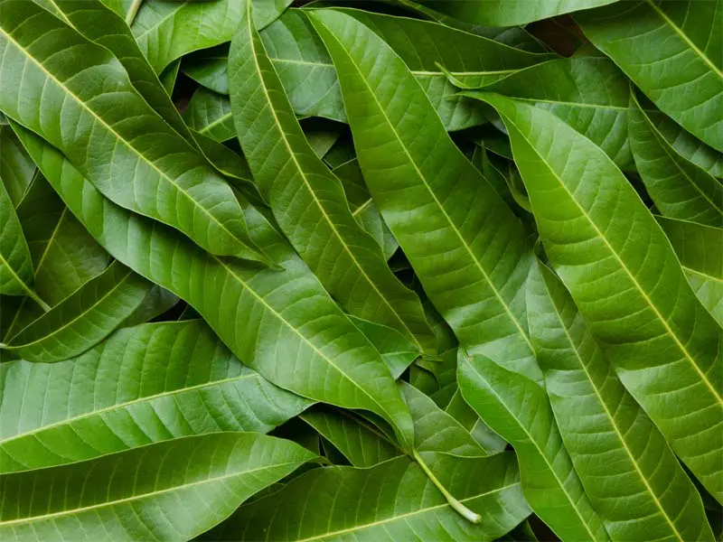 green mango with leaf