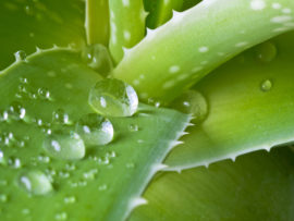 15 Best Aloe Vera Soaps for Soft and Glowing Skin