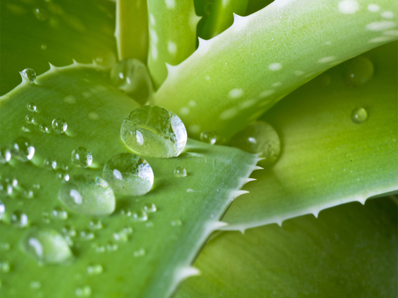 Best Aloe Vera Soaps For Soft And Glowing Skin