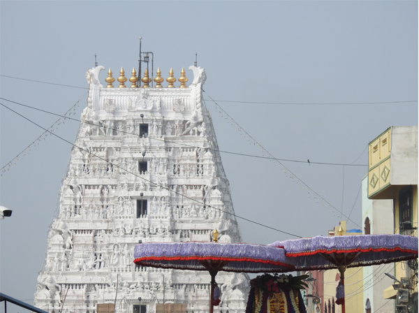 alamelu mangapuram temple tirupati