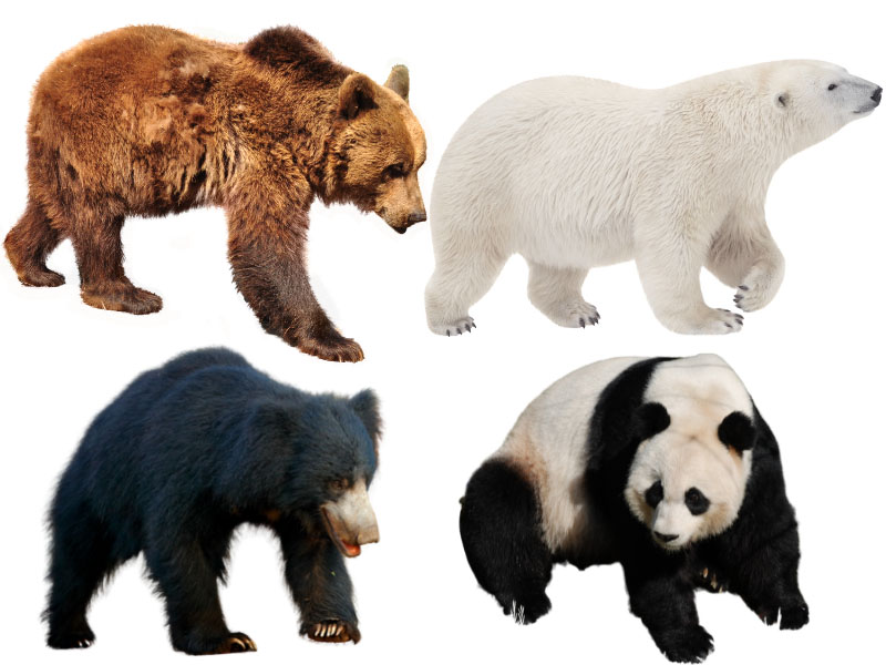 types of bears