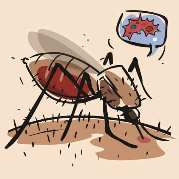 remedies to treat dengue fever at home