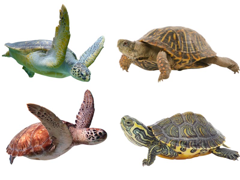 types of turtles and tortoises