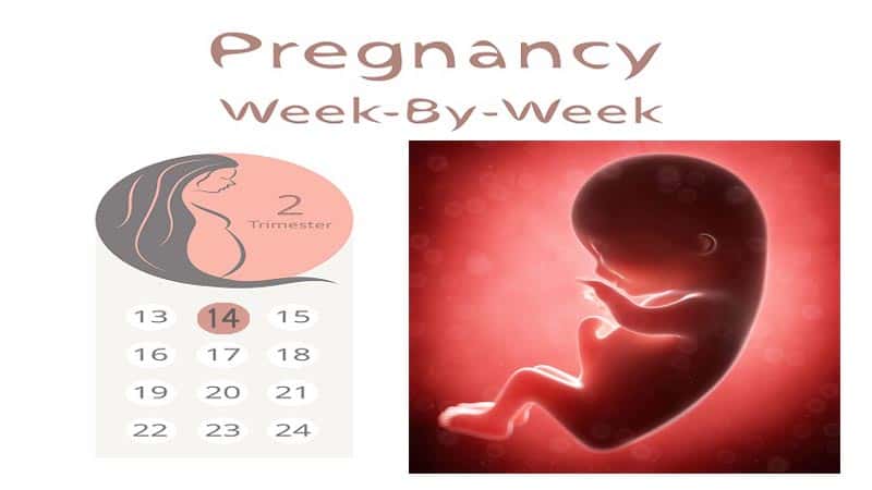 fourteenth week of pregnancy
