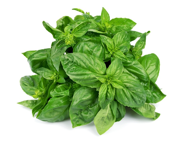 Pros And Cons Of Eating Basil (tulsi) During Pregnancy