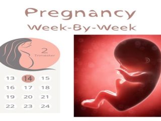 14 Weeks Pregnant: Developments and Symptoms