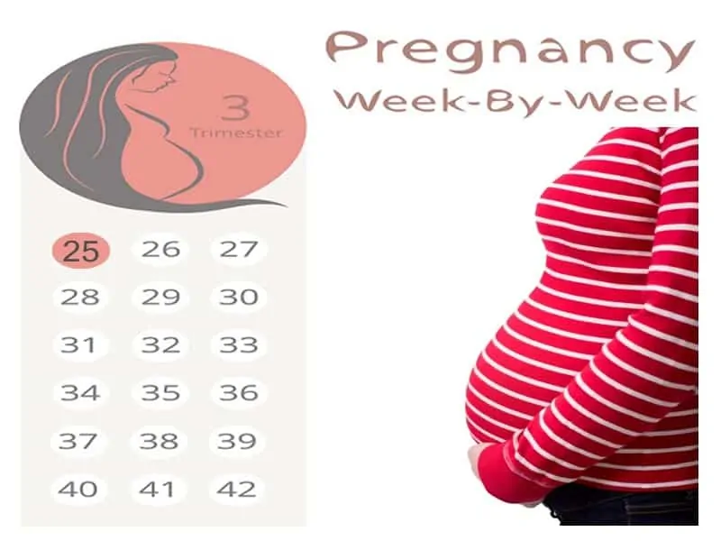 25 Weeks Pregnant What Are The Symptoms And Developments