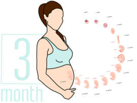 3 Months Pregnant: Symptoms, Diet Chart and Exercises