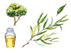 9 Best Methods Of Using Tea Tree Oil For Acne!
